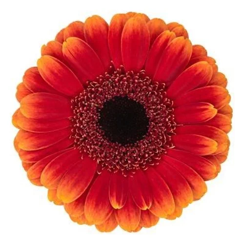 Germini Allround