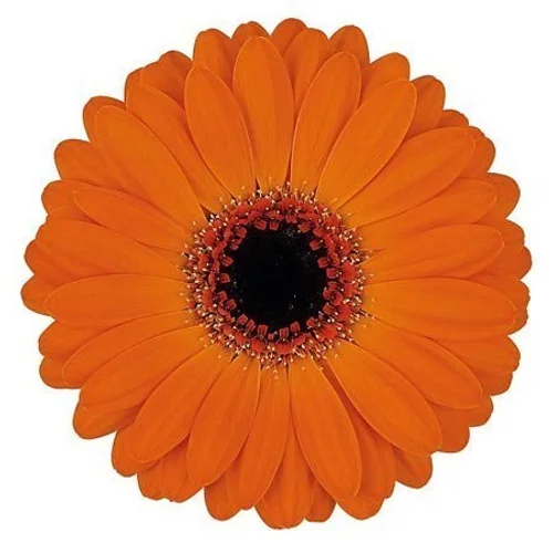 Germini Allure
