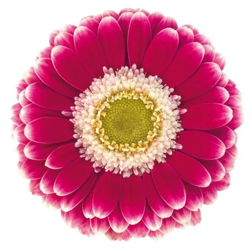 Germini Cassis