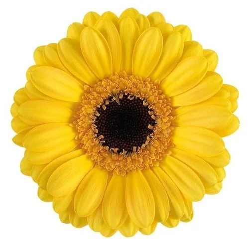 Germini Delmonte