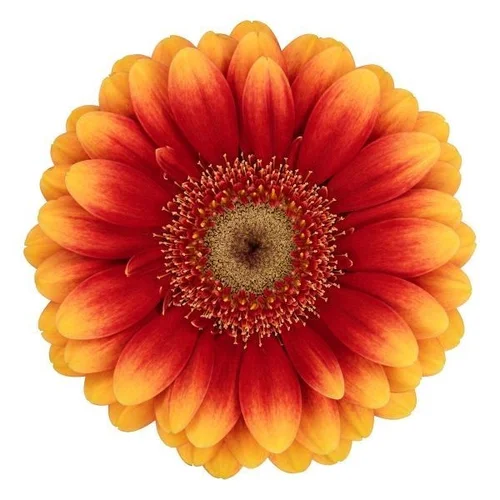 Germini Juanita