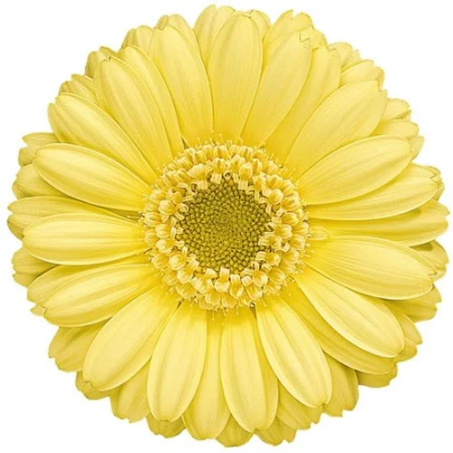 Germini Lemon Ice
