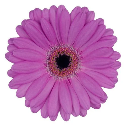 Germini Lois