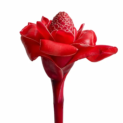 Ginger Torch Vermelho
