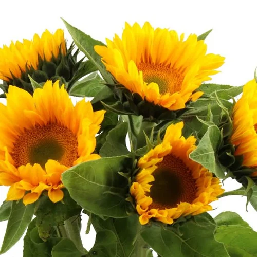 Girassol Sunrich Gold