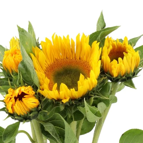 Girassol Sunrich Up Gold
