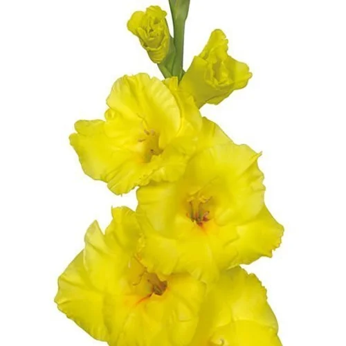 Gladíolo Bananarama