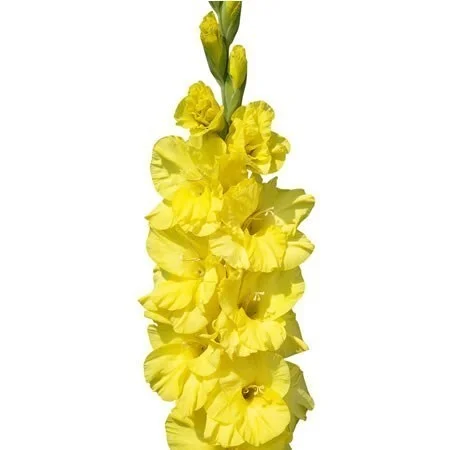 Gladíolo Bra Val com flores amarelas distribuídas ao longo da haste