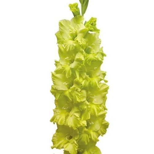 Gladíolo Kio