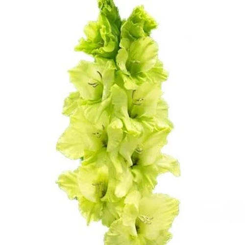 Gladíolo Miss Green