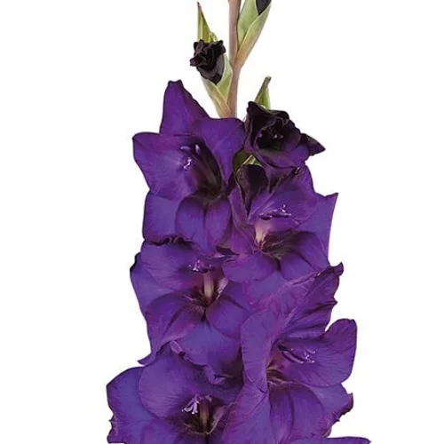 Gladíolo Purple Flora