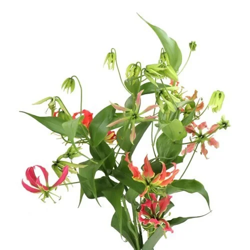 Gloriosa Fifty Shades