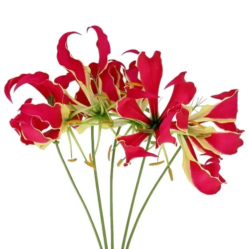 Gloriosa Red