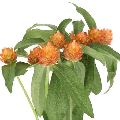 Gomphrena Orange