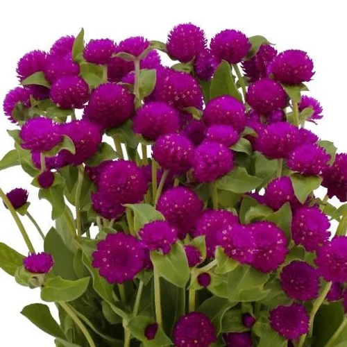 Gomphrena Purple