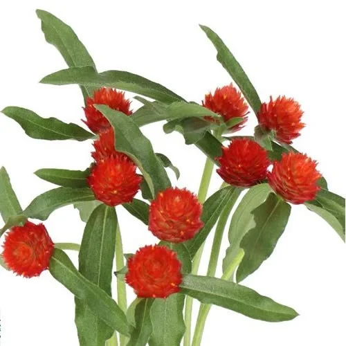 Gomphrena Strawberry Fields