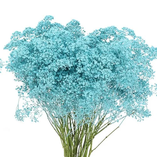 Gypsophila Blue Ice