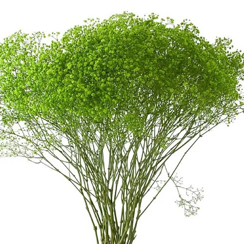Gypsophila Dark Green