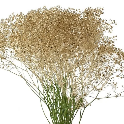 Gypsophila Gold