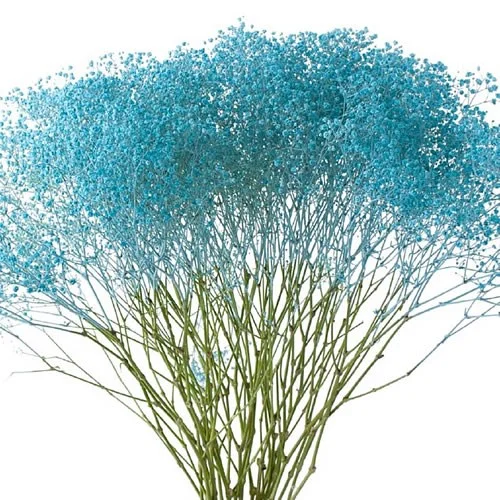 Gypsophila Light Blue