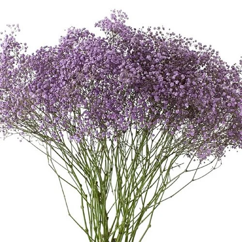 Gypsophila Lilac