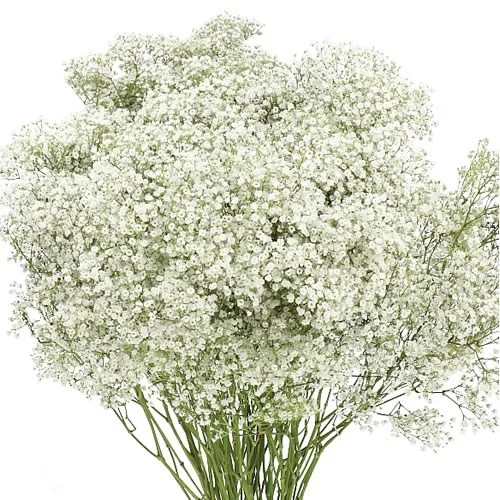 Gypsophila Million Star com numerosas pequenas flores brancas em hastes ramificadas