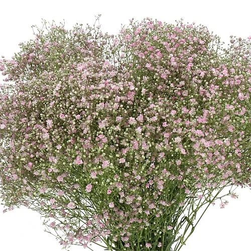 Gypsophila My Pink