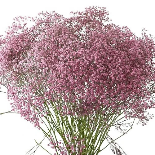 Gypsophila New Rose