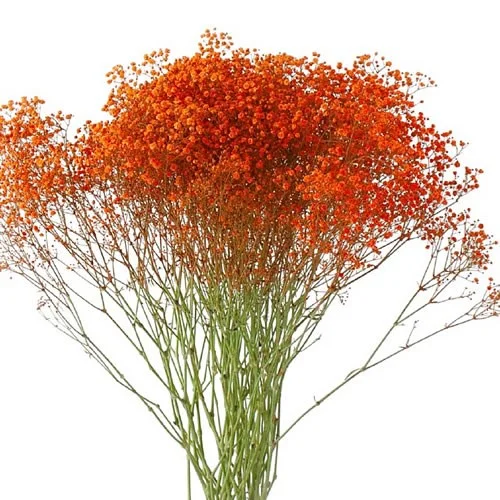 Gypsophila Orange