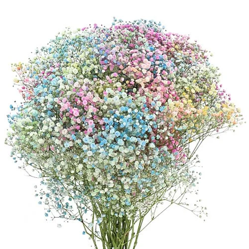 Gypsophila Rainbow