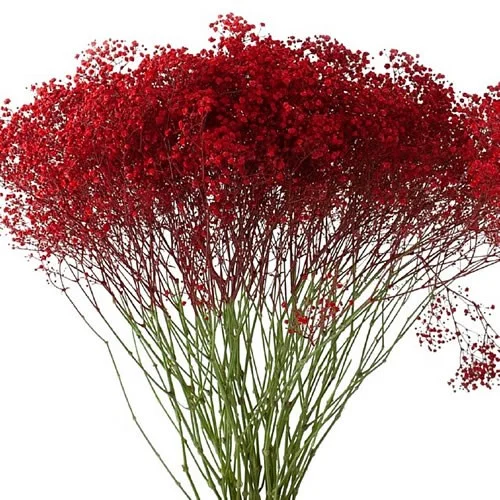 Gypsophila Red