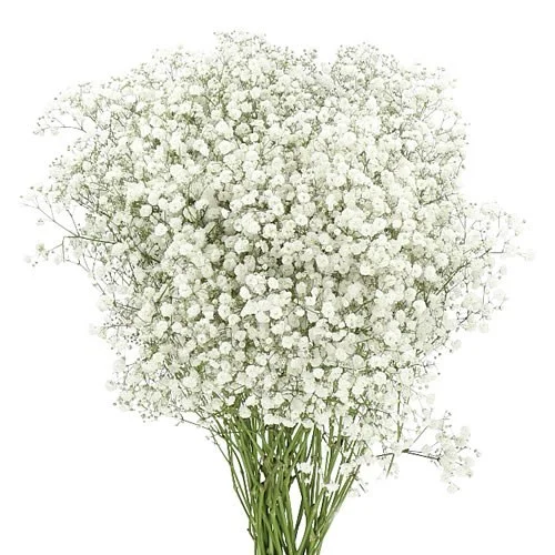 Gypsophila Xlence