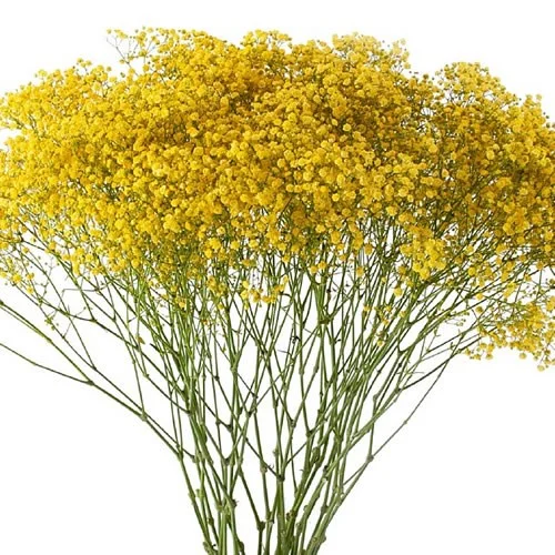 Gypsophila Yellow