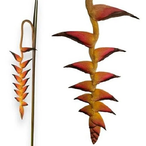 Heliconia Bloody Mary