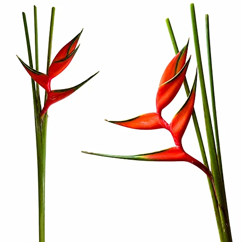 Heliconia Flamingo