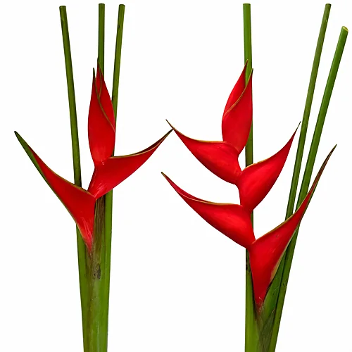 Heliconia Iris Red