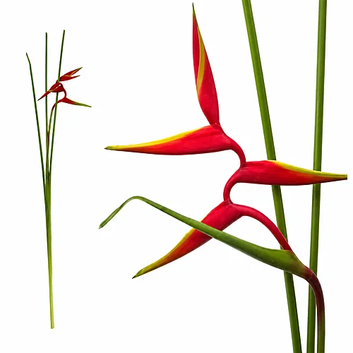 Heliconia Rauliana