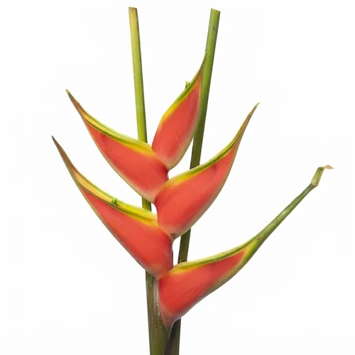 Heliconia Red Jewel