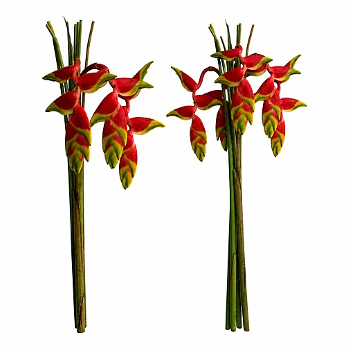 Heliconia Rostrata