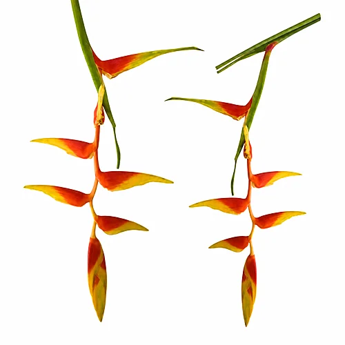 Heliconia Sexy Orange