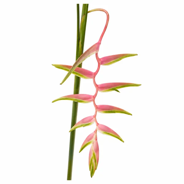 Heliconia Sexy Pink