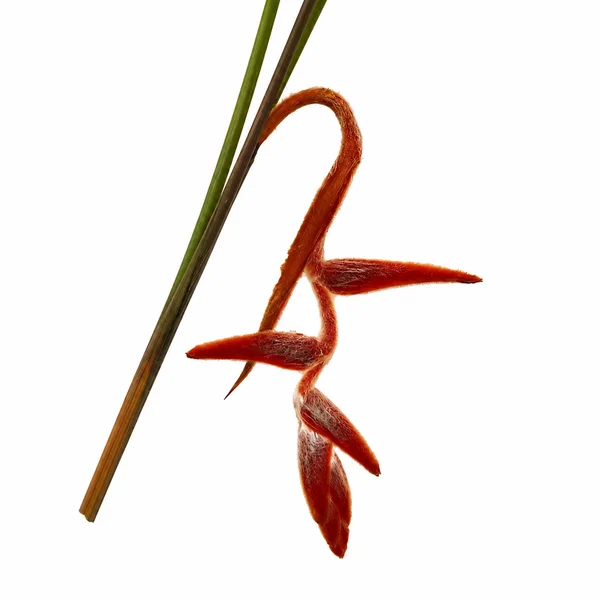Heliconia She Kong