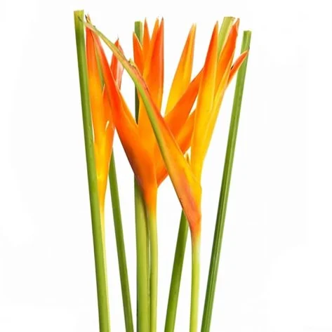Heliconia Tropic Exotic