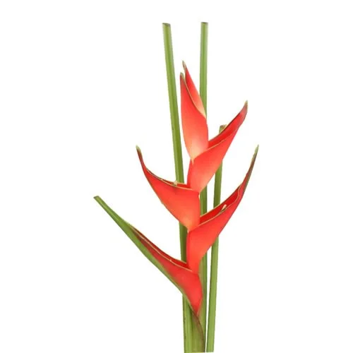 Heliconia Tropical