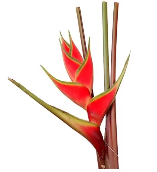 Heliconia Wagneriana