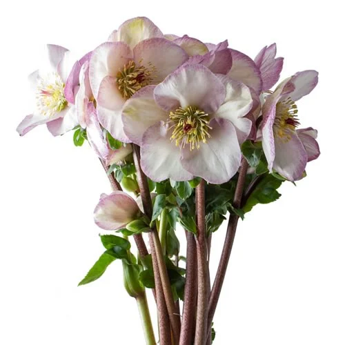 Hellebores Bella Picotee
