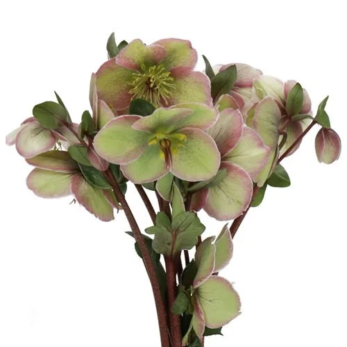 Hellebores Baylis Blush