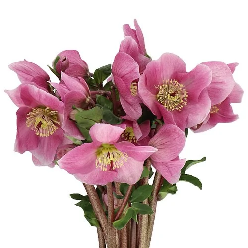 Hellebores Bella Pink