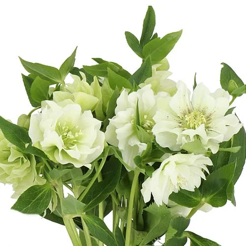 Hellebores Ellen White Double