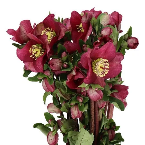 Hellebores Sara Red